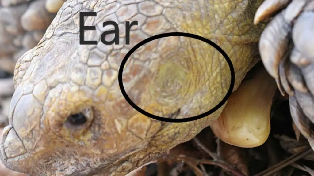 Do Softshell Turtles Have Ears