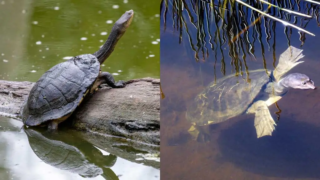 Do Softshell Turtles Have Long Necks