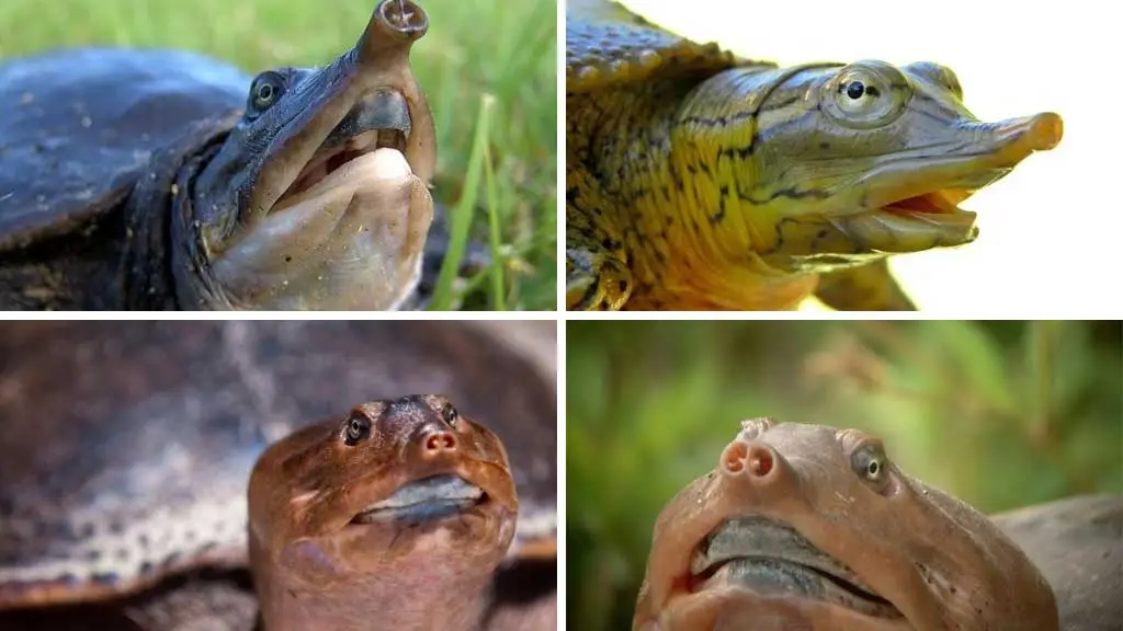 Do Softshell Turtles Have Teeth