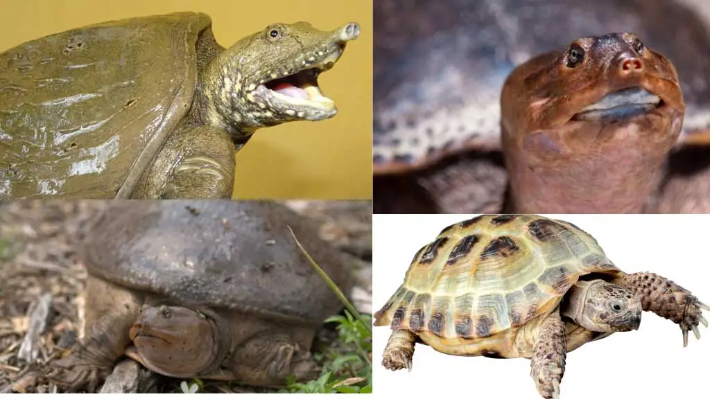 How Does A Softshell Turtle Protect Itself