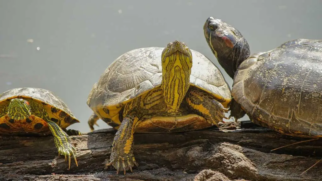 How Long Do Softshell Turtles Live