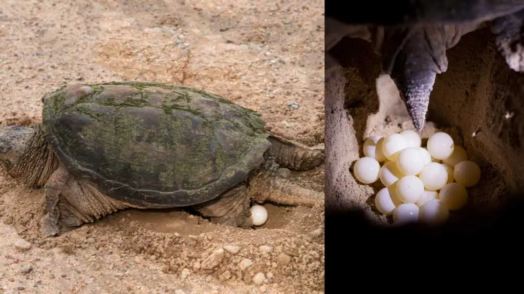 How Many Eggs Do Softshell Turtles Lay