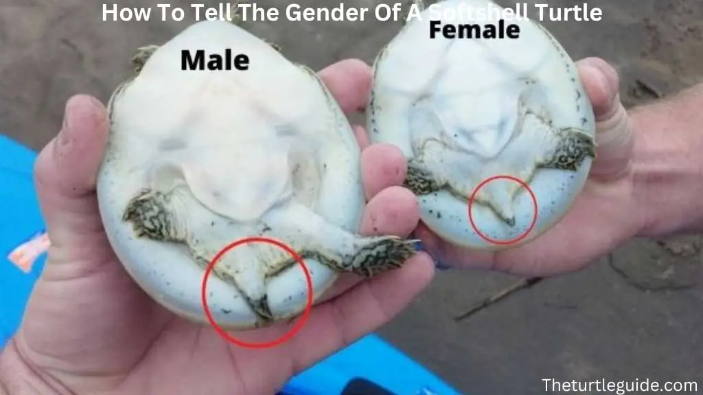 How To Tell The Gender Of A Softshell Turtle