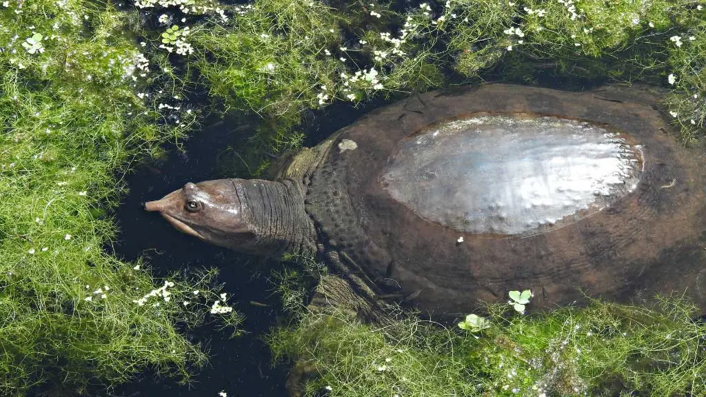 Survival Of The Softshell Turtles In The Wild