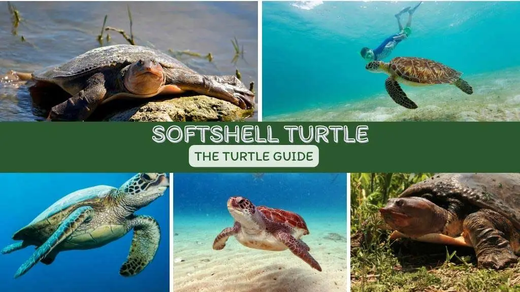 What Is A Softshell Turtle