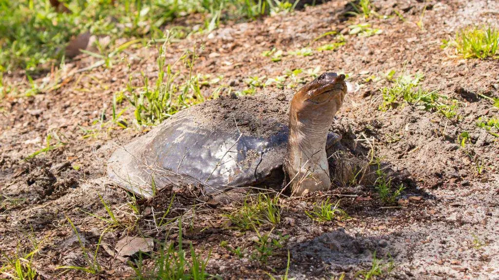 Why are softshell turtles protected in Florida