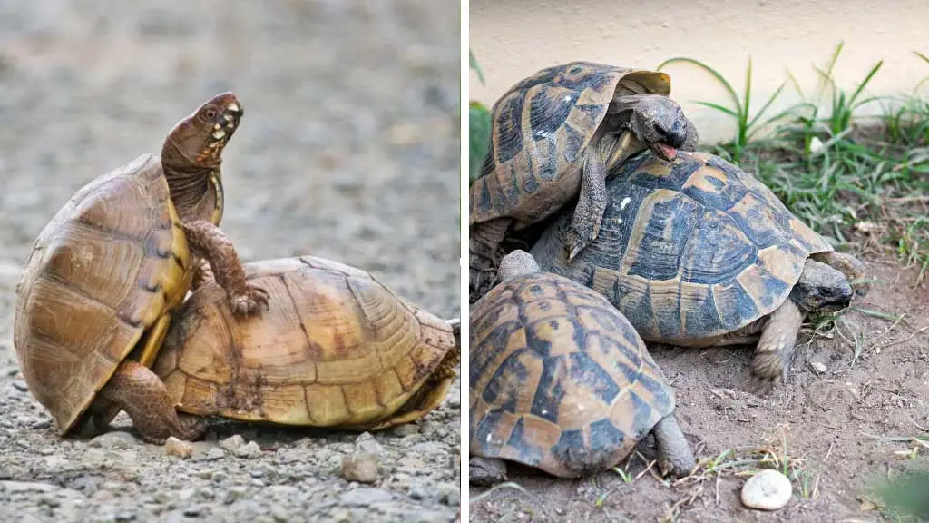 Box Turtle Mating Guide