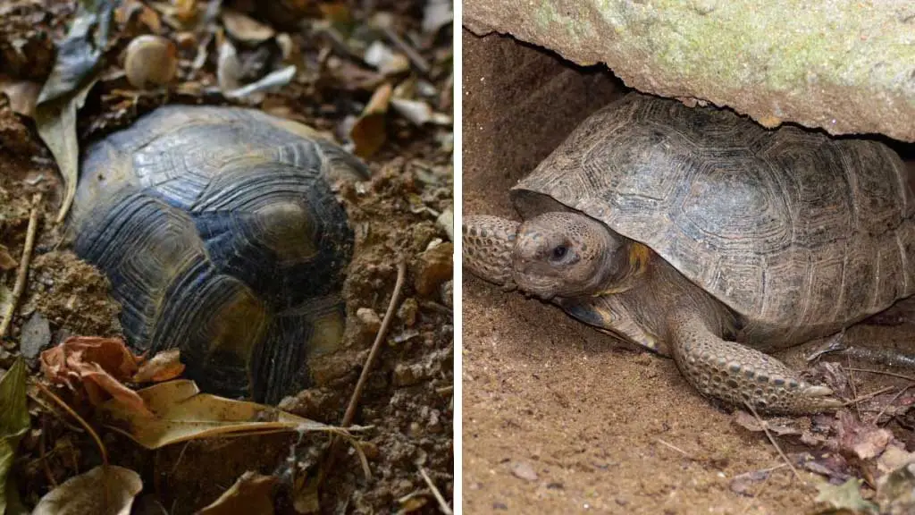 Box Turtles Digging Holes