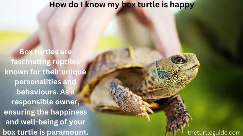 How do I know my box turtle is happy