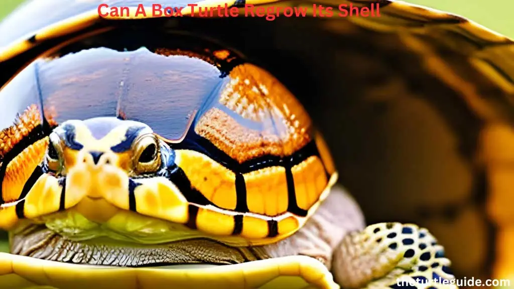 Can A Box Turtle Regrow Its Shell