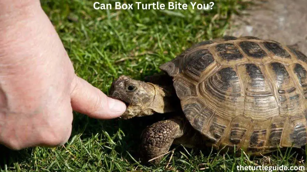 Can Box Turtle Bite You