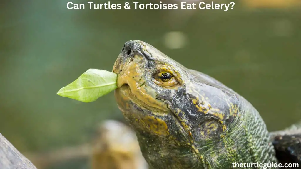 Can Turtles Tortoises Eat Celery