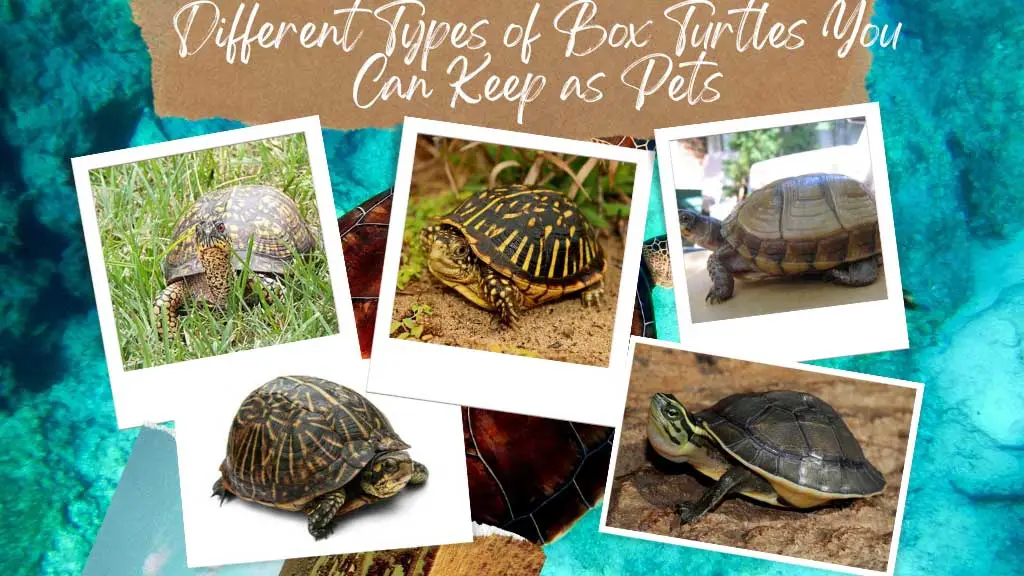 Different Types of Box Turtles You Can Keep as Pets