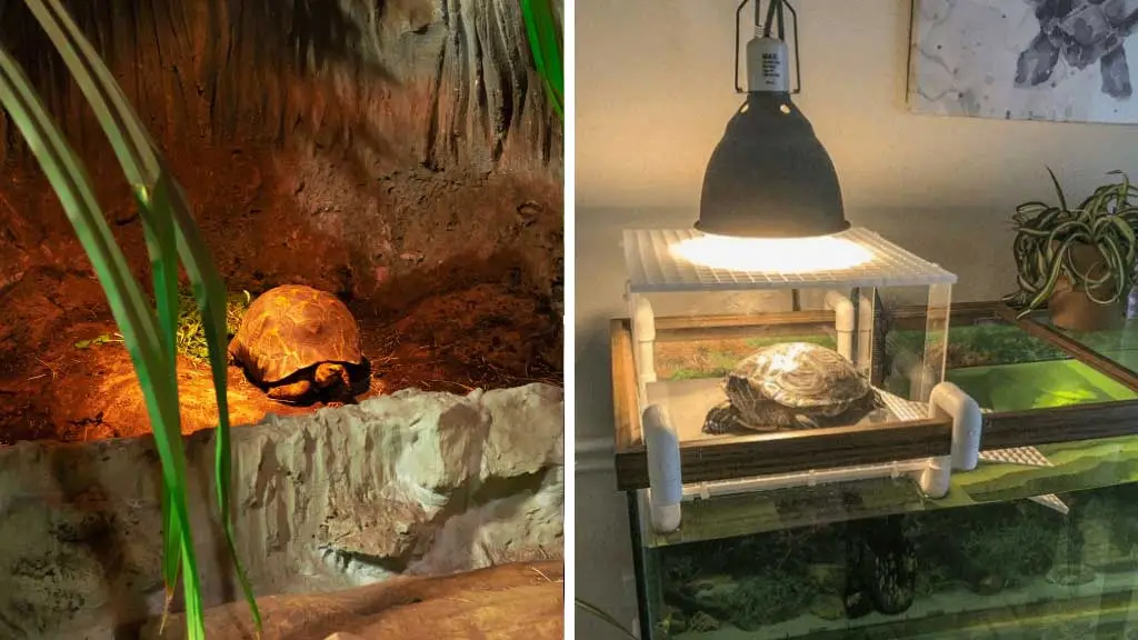 Do Box Turtles Need Heat Lamps