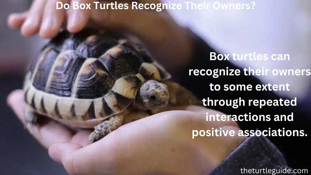 Do Box Turtles Recognize Their Owners