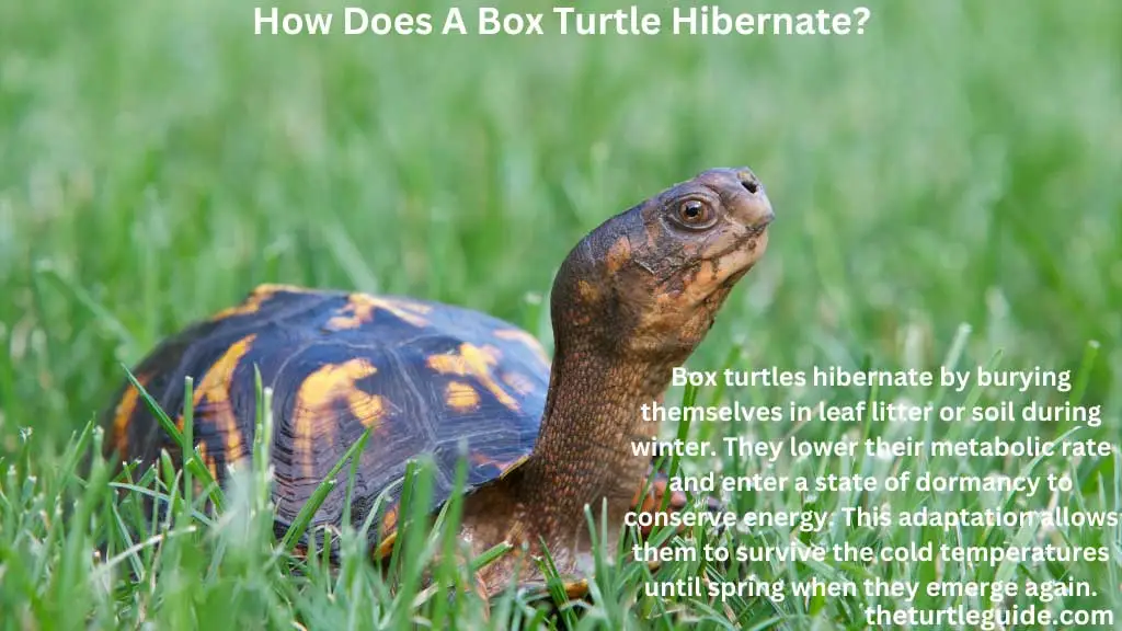 How Does A Box Turtle Hibernate