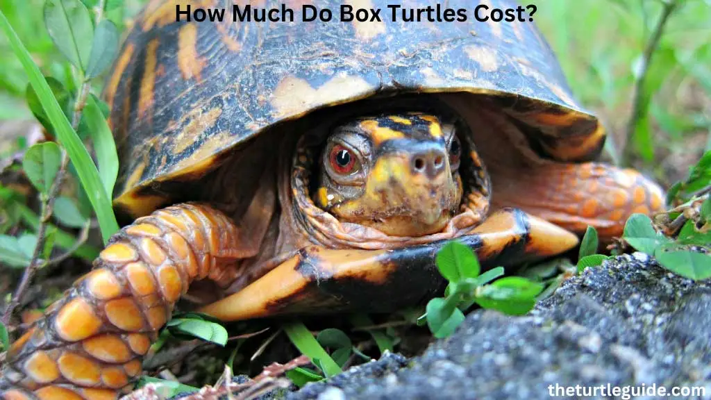 How Much Do Box Turtles Cost