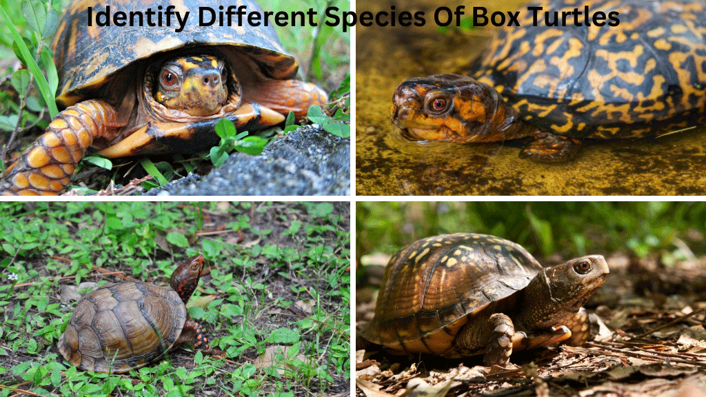 How To Identify Different Species Of Box Turtles