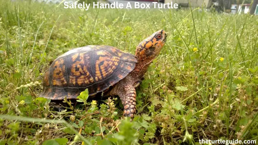 How To Safely Handle A Box Turtle