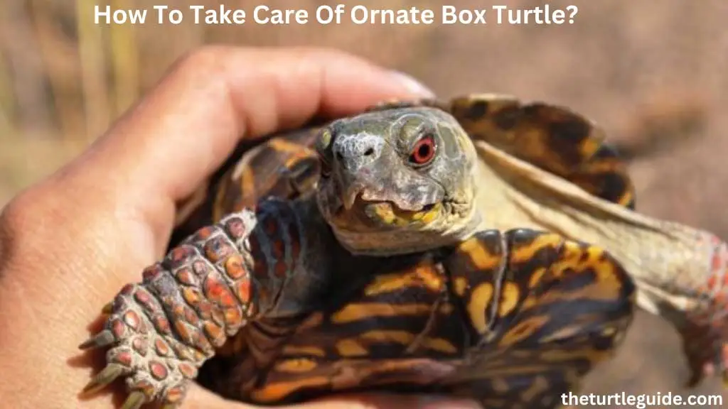 How To Take Care Of Ornate Box Turtle