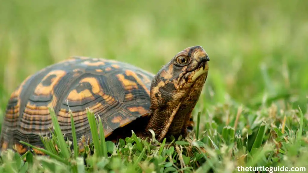 How To Take Care of Box Turtle in Winter