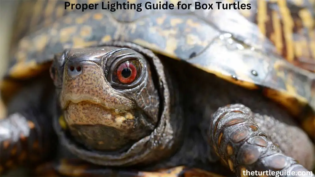 Proper Lighting Guide for Box Turtles