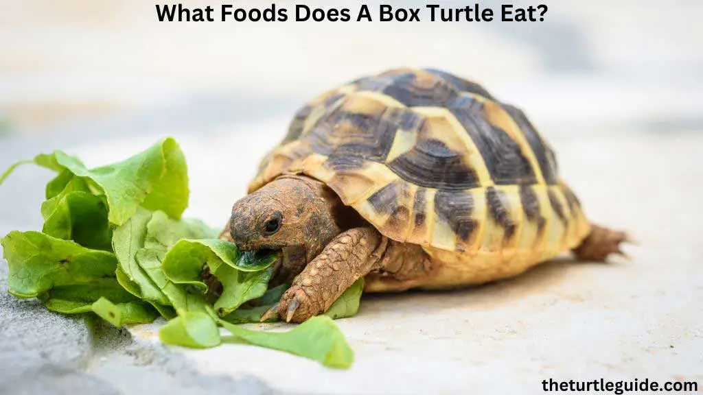 What Foods Does A Box Turtle Eat