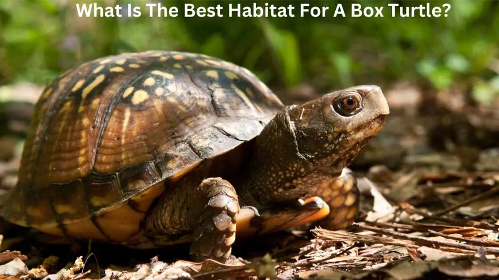 What Is The Best Habitat For A Box Turtle