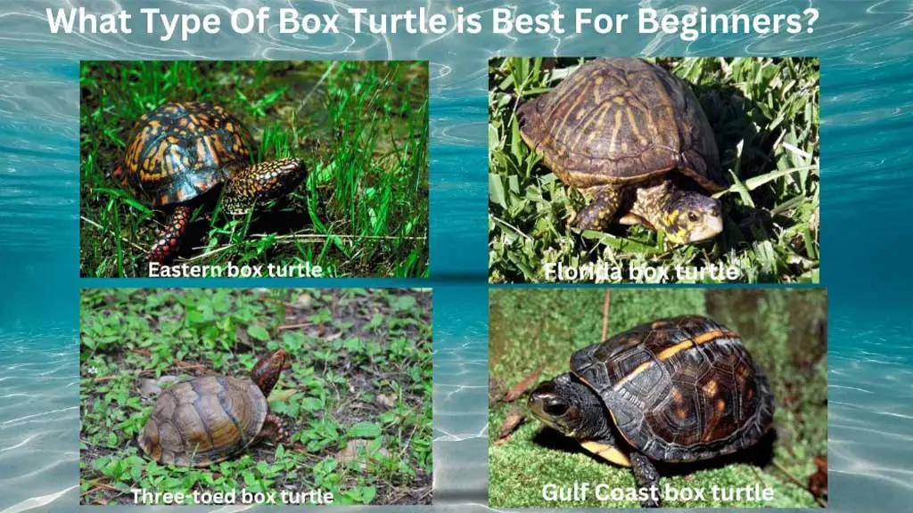 What Type Of Box Turtle is Best For Beginners