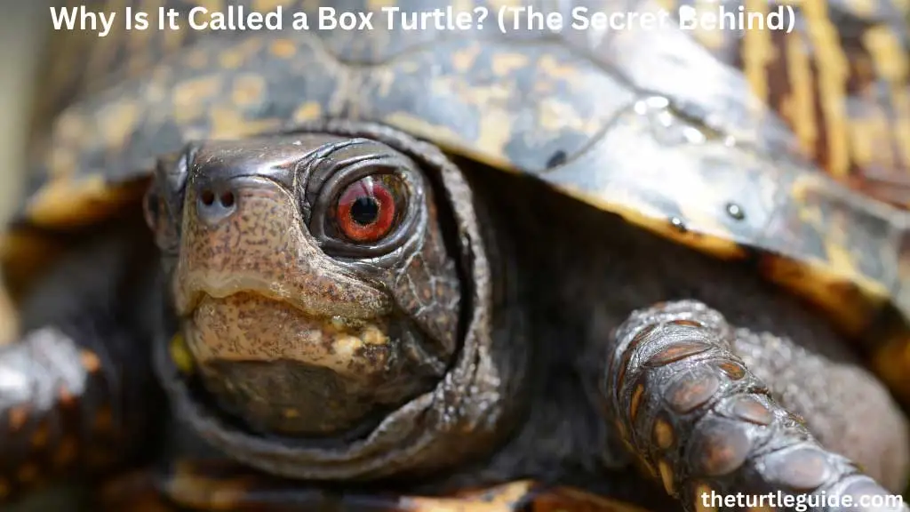 Why Is It Called a Box Turtle