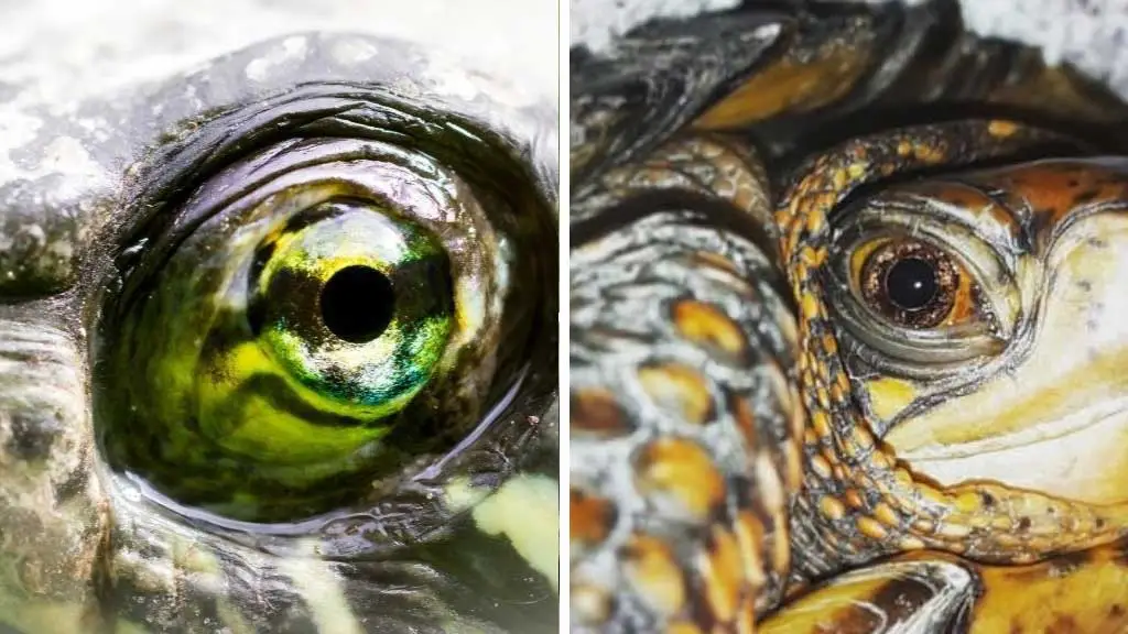 box turtle eye problems