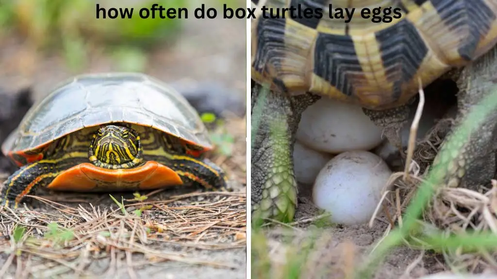 how often do box turtles lay eggs