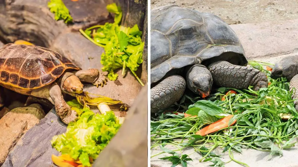 what vegetables can box turtles eat