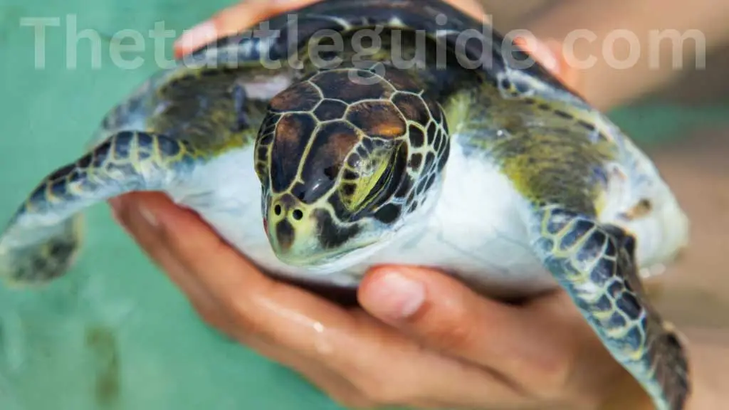 Adopting Sea Turtles