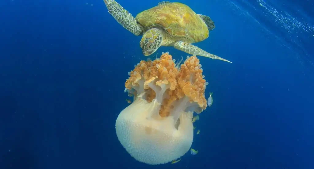 Are Sea Turtles Eat Jellyfish