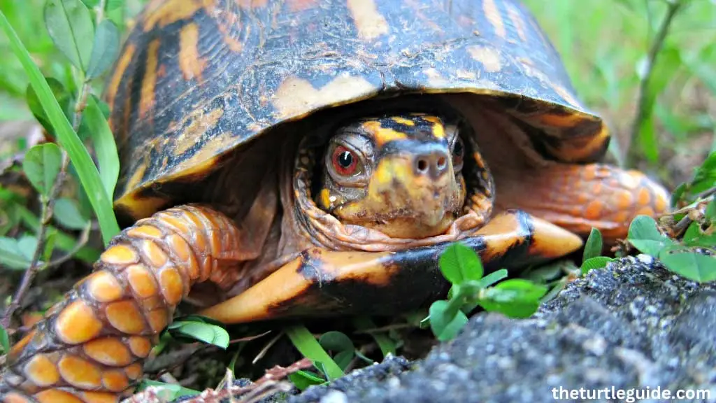 Box Turtle Full Size