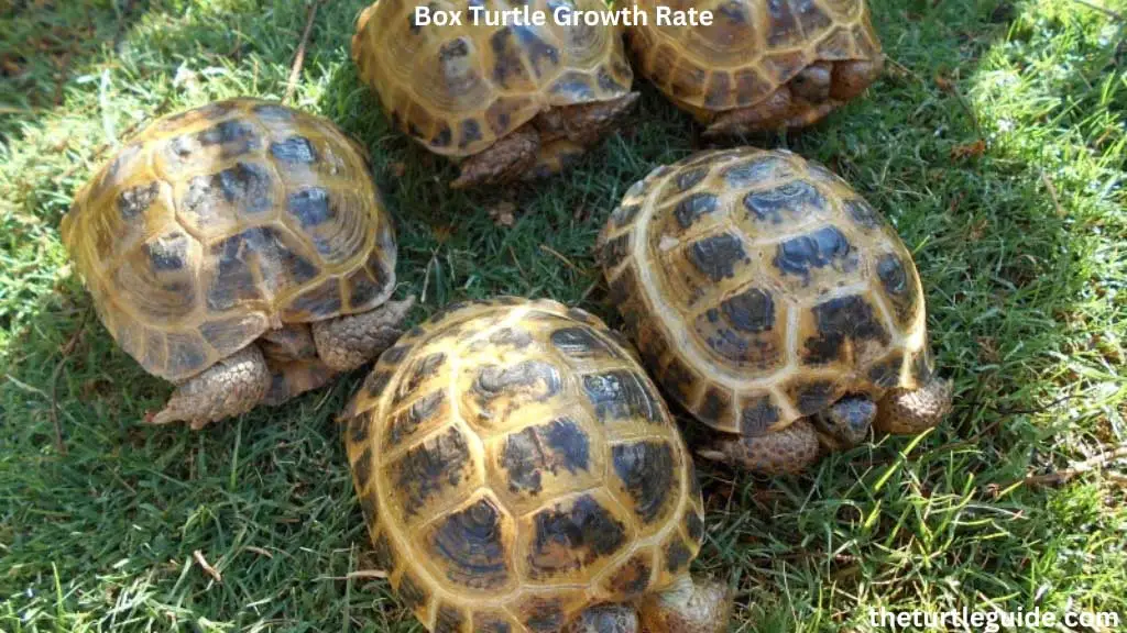 Box Turtle Growth Rate