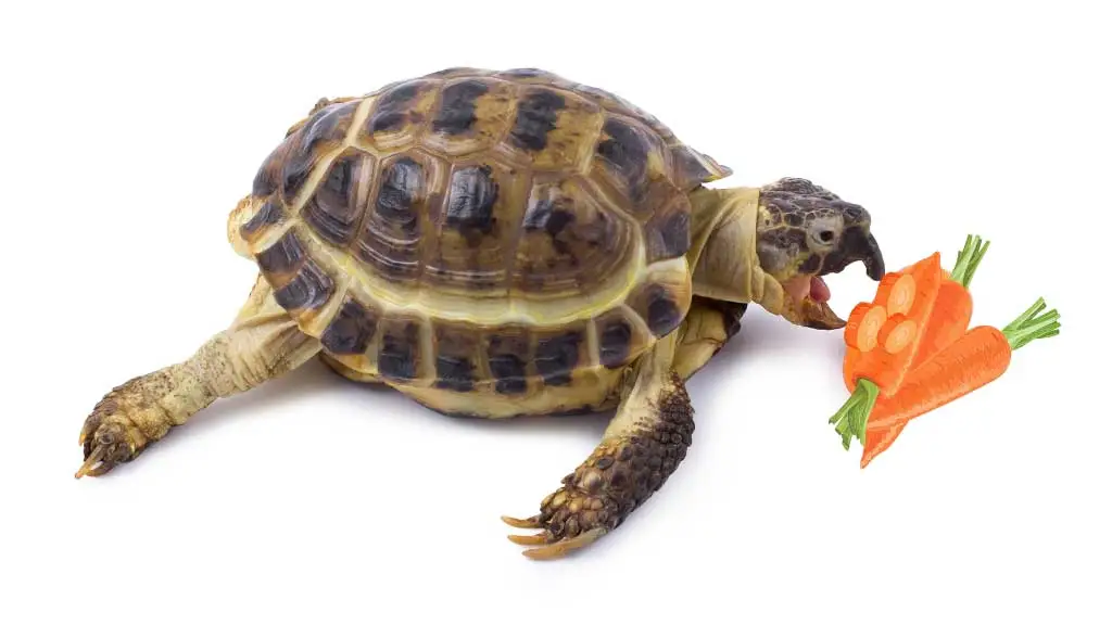 Can Box Turtles Eat Carrots