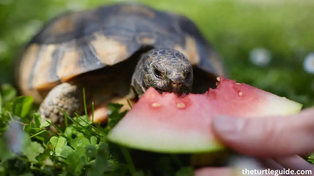 Can Box Turtles Eat Watermelon