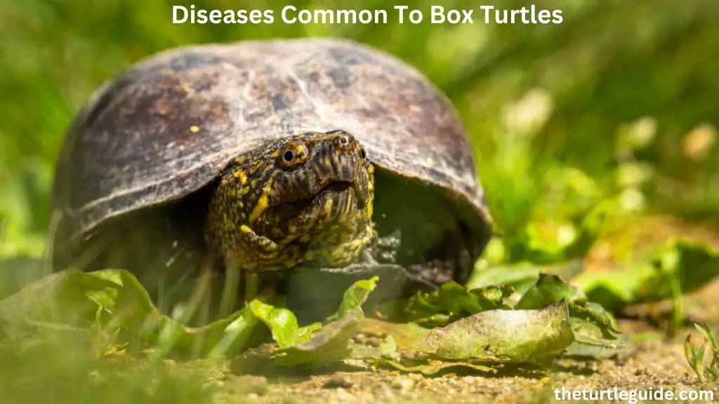 Diseases Common To Box Turtles