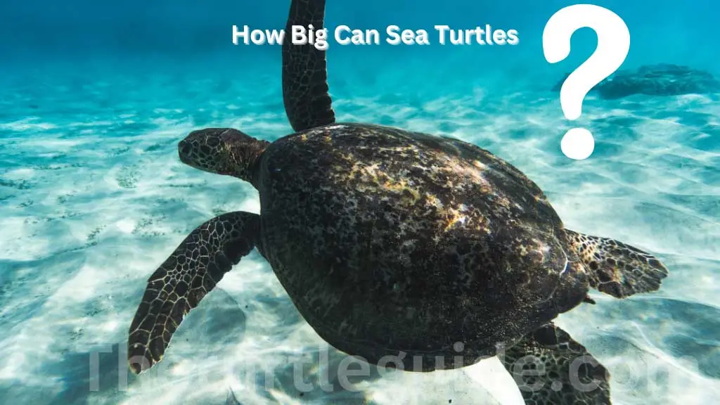 How Big Can Sea Turtles Get