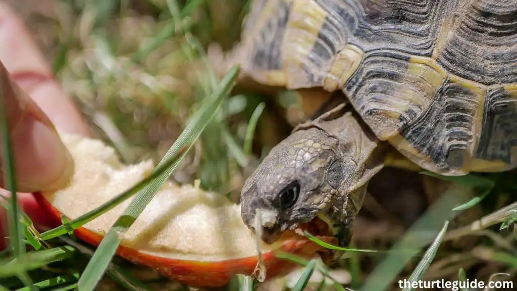 How Do You Feed A Box Turtle An Apple