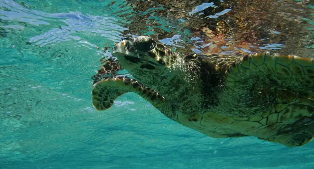 How Long Can a Sea Turtle Hold Its Breath