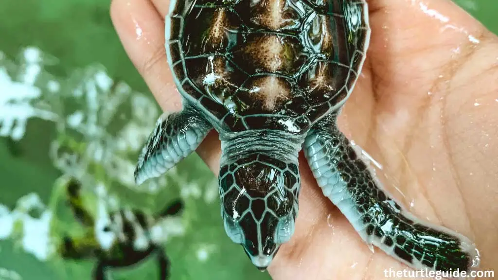 How To Care for A Box Turtle