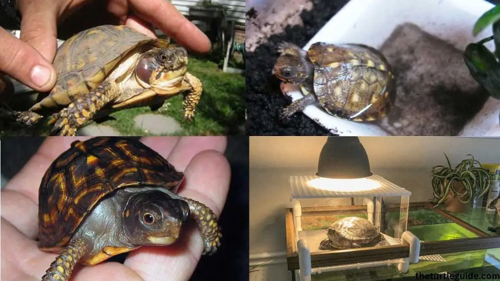 How To Take Care of Eastern Box Turtle