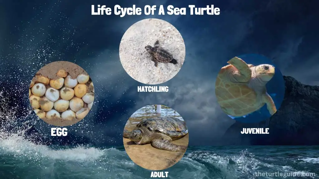 What Is A Life Cycle Of A Sea Turtle