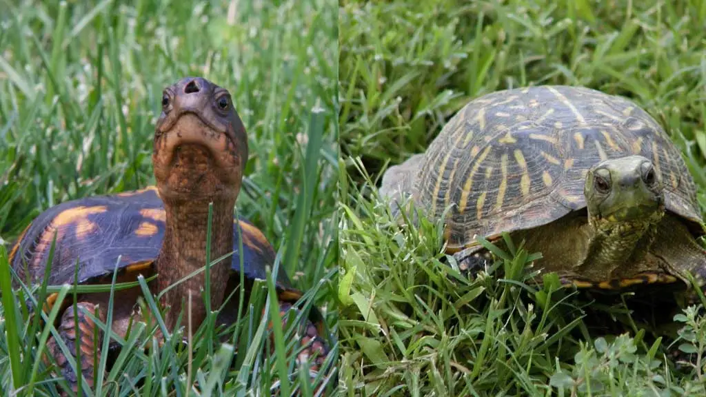 Where Do Box Turtles Live