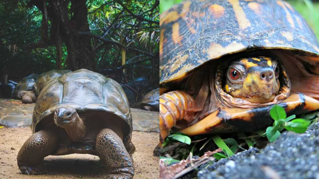 Why Is a Box Turtle Not a Tortoise