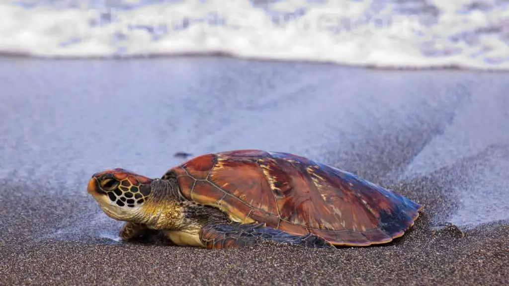 Can Sea Turtle Survive On Land