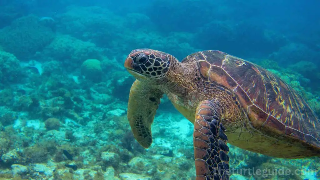 Can Sea Turtles Hide in Their Shells